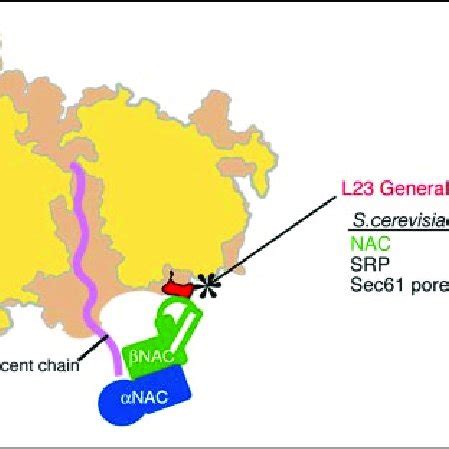 how to activate uba transfer code|NAC guides a ribosomal multienzyme complex for nascent .